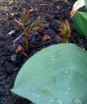 20120404-150942.jpg