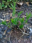20120404-151127.jpg