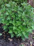 20120404-151401.jpg