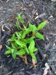 20120404-151535.jpg