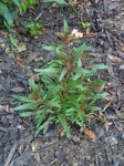 20120404-152436.jpg